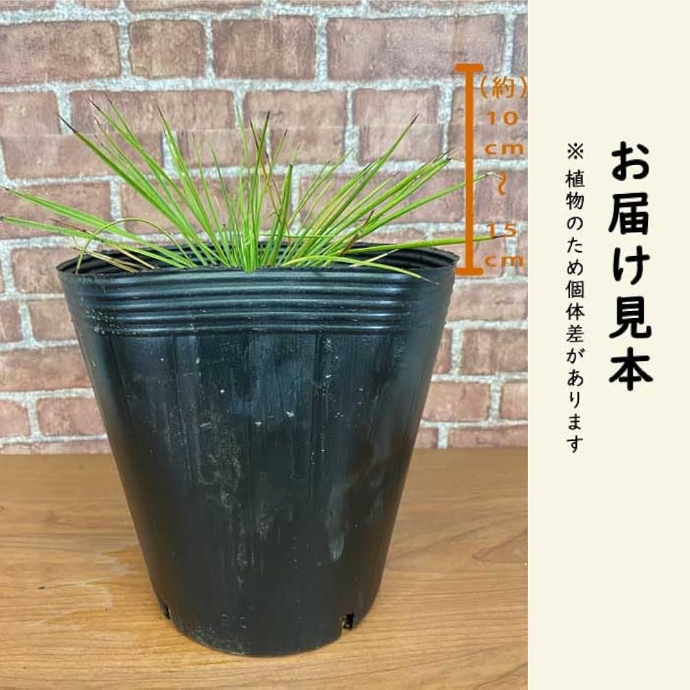 Amazon.co.jp: 庭木 苗木 ユッカ リネアリフォリア 21cmポット